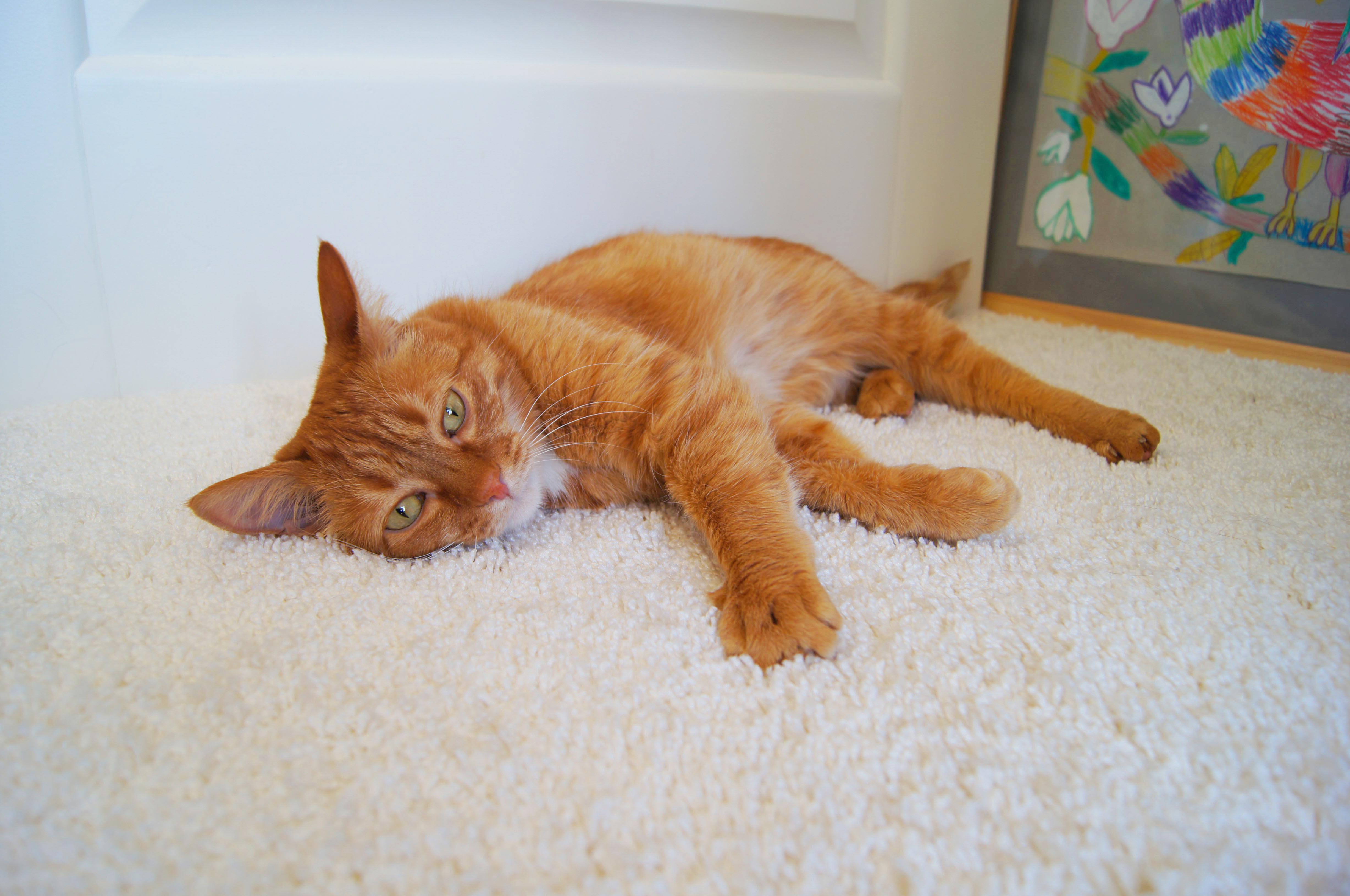 Ковролин "Зартекс" Amarena 140 бежевый (4м) — купить в Евпатории